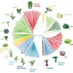 《Nature Genetics》丨亞基因組的平行趨同選擇是導(dǎo)致蕓薹和甘藍(lán)的形態(tài)型多樣化以及趨同馴化的主要?jiǎng)恿? width=
