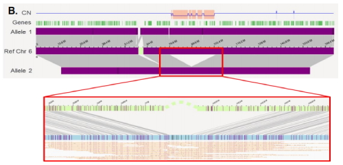 在白血病患者基因組中發(fā)現(xiàn)的27 Mbp缺失