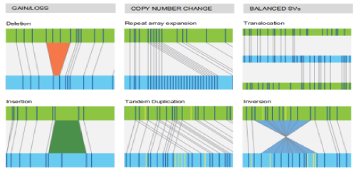 光學(xué)圖譜（藍(lán)）與參考序列（綠）比對(duì)檢測(cè)結(jié)構(gòu)變異