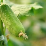 《Science》ARF3介導(dǎo)的生長素信號對黃瓜性別決定至關(guān)重要