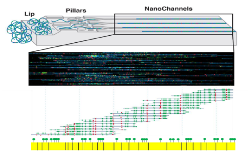 實(shí)驗(yàn)原理 實(shí)驗(yàn)原理