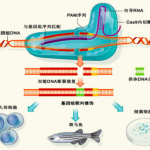 基因組與新興生物技術(shù)整合研究思路拓展