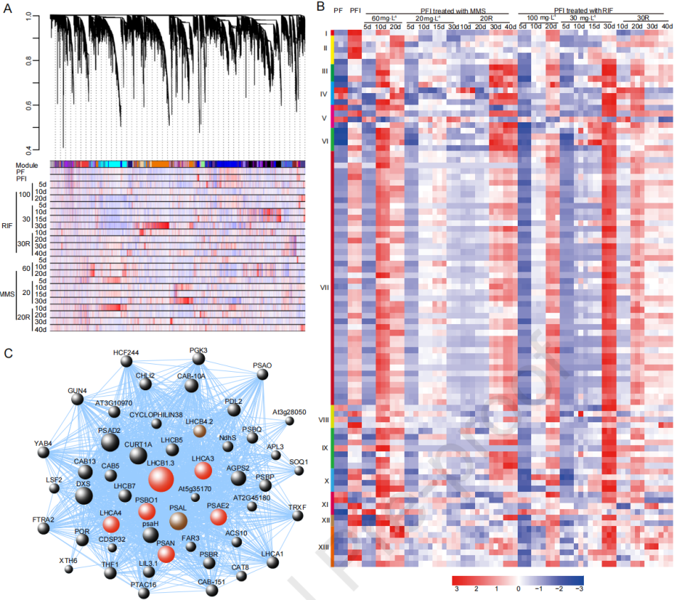 圖4 ?PaWB病相關(guān)的基因共表達(dá)網(wǎng)絡(luò)分析 圖4 ?PaWB病相關(guān)的基因共表達(dá)網(wǎng)絡(luò)分析