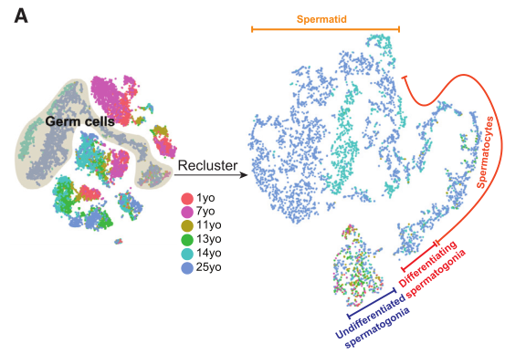 人睪丸生殖細(xì)胞亞群及分化軌跡鑒定 人睪丸生殖細(xì)胞亞群及分化軌跡鑒定
