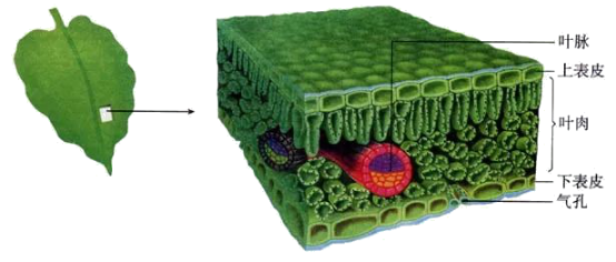 葉片結構示意圖