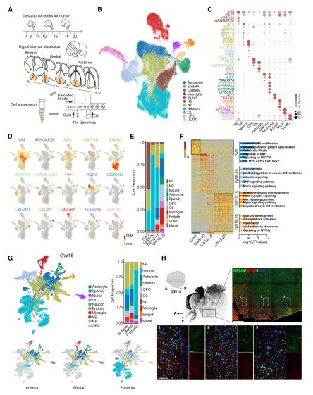 人類發(fā)育中的下丘腦細(xì)胞類型的分子表達(dá)譜