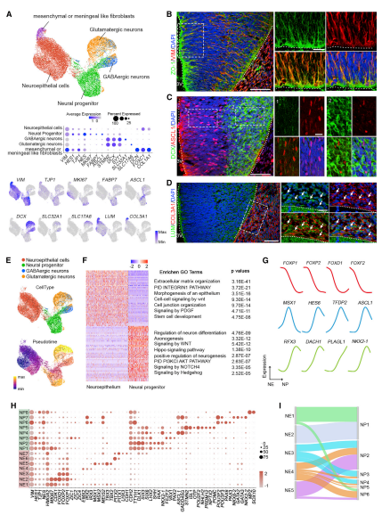 早期下丘腦NE和祖細(xì)胞的分子異質(zhì)性