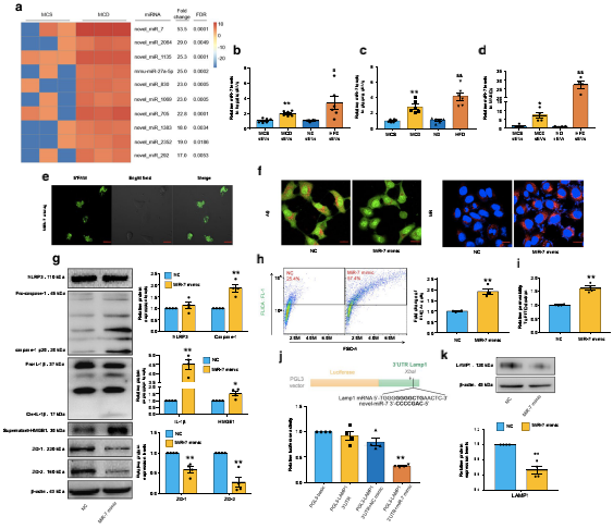NAFLD肝源性外泌體通過激活組織蛋白酶B/NLRP3免疫激酶體軸誘導微血管內(nèi)皮細胞高通透性