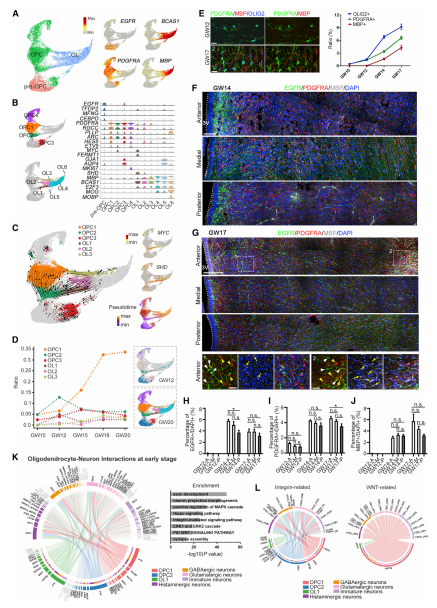 OL成熟過(guò)程中的轉(zhuǎn)錄動(dòng)力學(xué)
