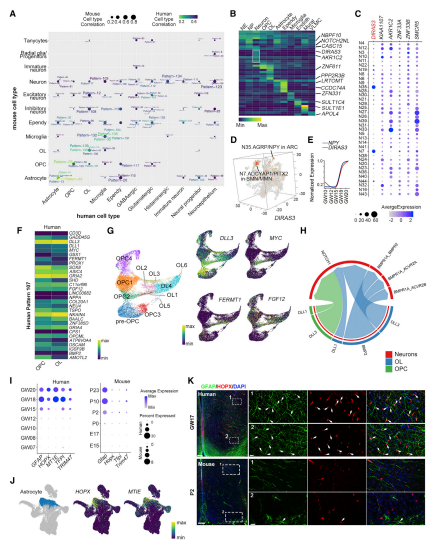 人和小鼠下丘腦細(xì)胞的分子差異