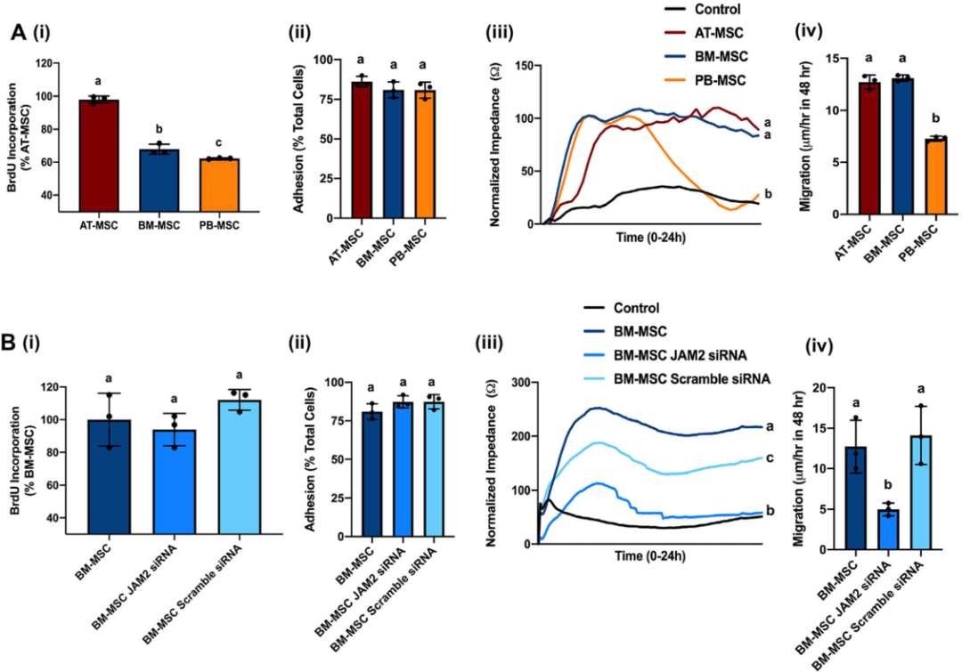 圖3敲除骨髓間充質(zhì)基質(zhì)細(xì)胞(MSCs)的連接粘附分子2(JAM2)可改變細(xì)胞的運(yùn)動(dòng)性