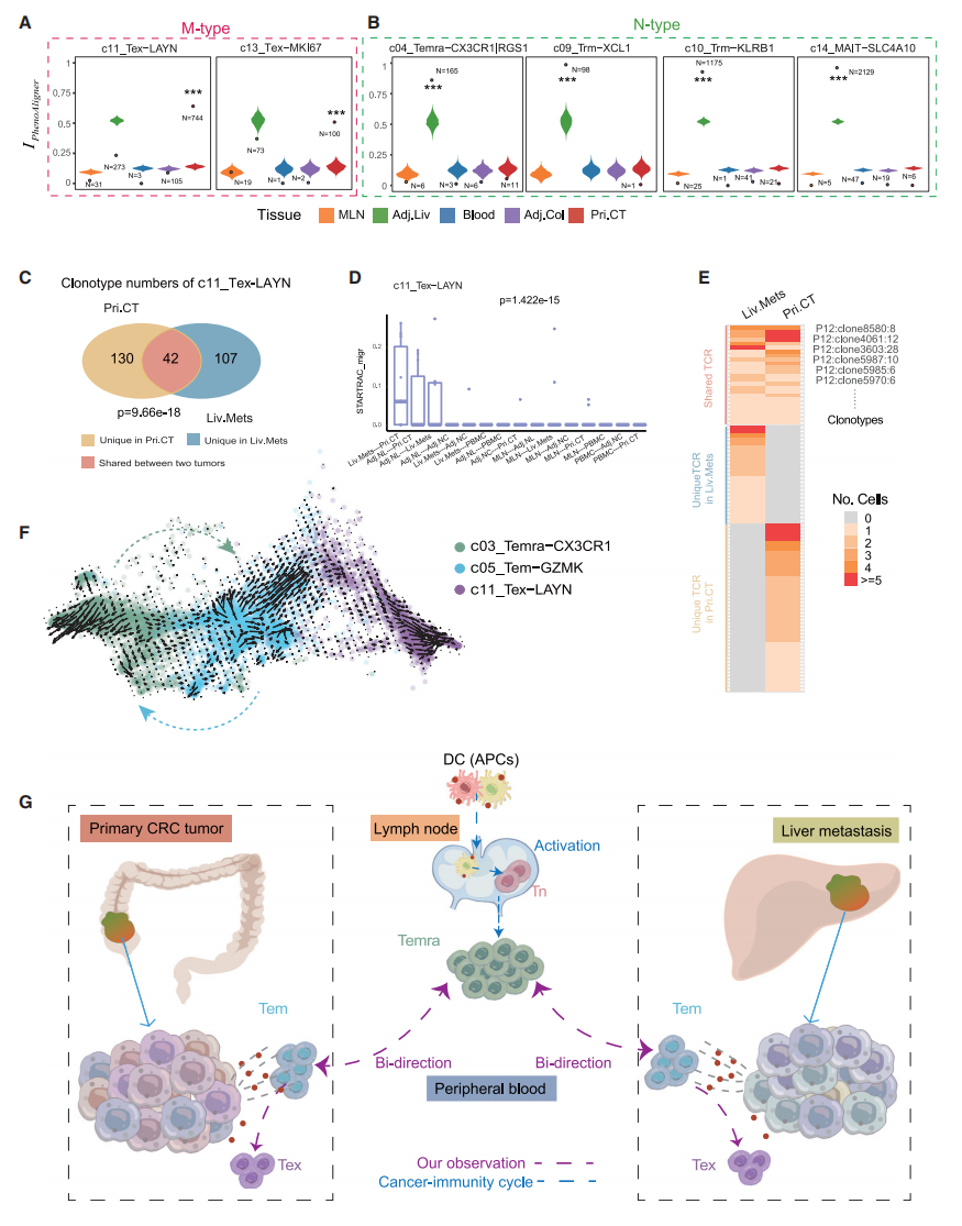 圖3?CD8+耗竭T細(xì)胞與惡性腫瘤相關(guān)且依賴于TCR