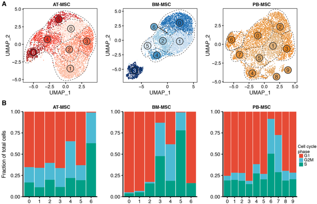 圖4單細(xì)胞RNA測(cè)序(sc?RNAseq)數(shù)據(jù)揭示了馬間充質(zhì)基質(zhì)細(xì)胞(MSCs)的源內(nèi)變異