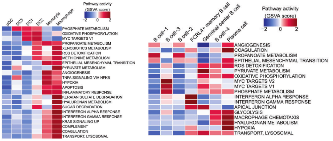 圖5?利用GSVA分析鼻咽癌不同髓系細(xì)胞亞型間的通路活性差異[9]