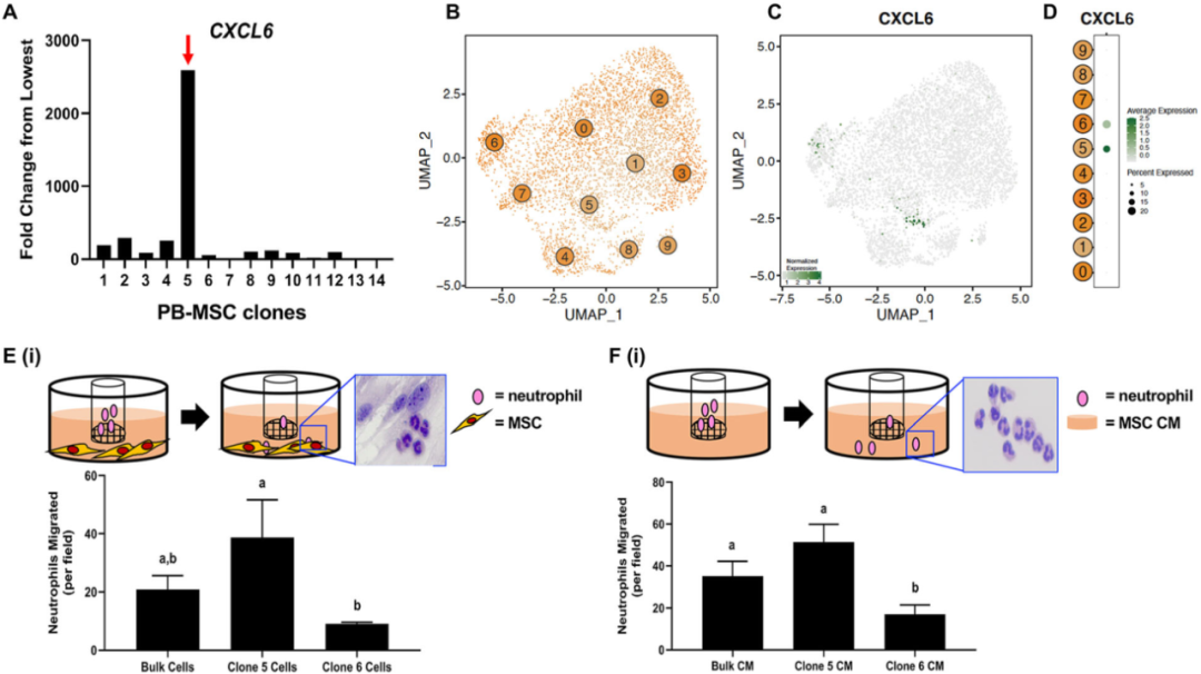 圖6外周血(PB)來源的間充質(zhì)基質(zhì)細(xì)胞(MSCs)來源內(nèi)的異質(zhì)性轉(zhuǎn)化為不同的化學(xué)吸引能力