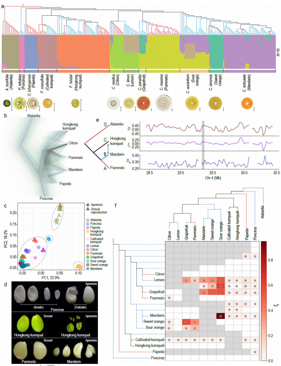 圖2 柑橘群體進(jìn)化研究