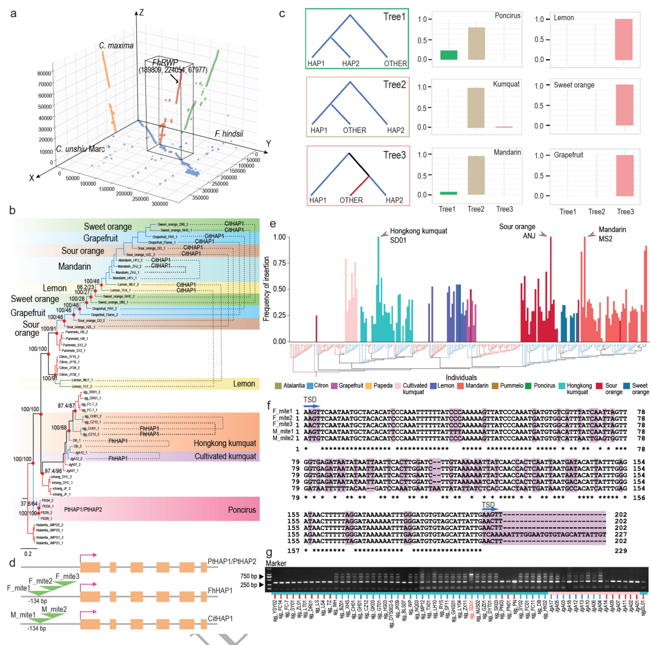 圖5 山金柑和柑橘中的雜合MITE插入