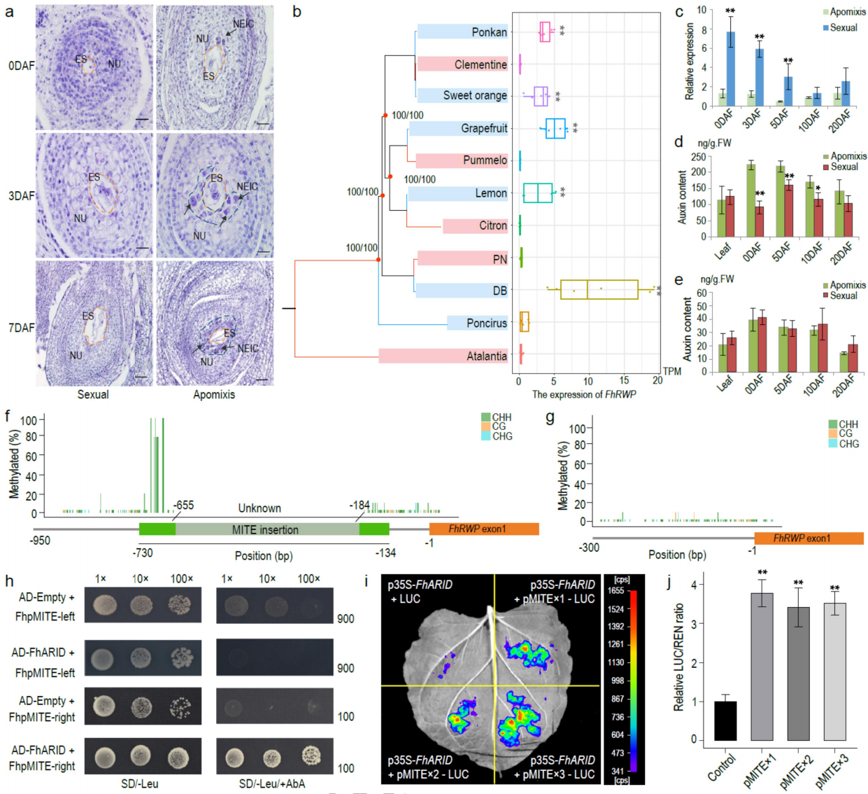 圖6 無融合生殖調(diào)控的分子特征