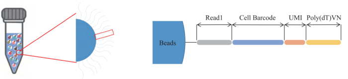 圖3：引物結(jié)構(gòu)示意圖。
