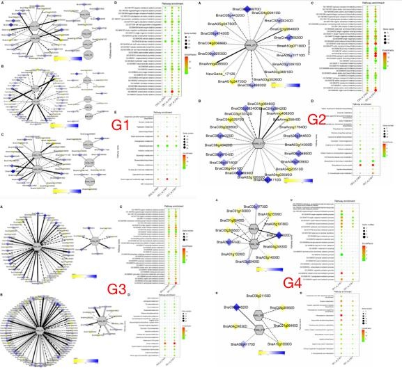 低溫脅迫相關(guān)基因與 dam 的相關(guān)網(wǎng)絡(luò)分析