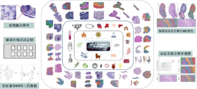 空間轉(zhuǎn)錄組芯片-BMKMANU S1000