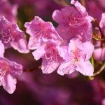 iMeta | T2T水平的百合杜鵑基因組被報(bào)道