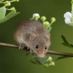 IF=26.7 | 酸味竟然能緩解肝臟損傷？科學(xué)家揭秘“酸入肝”的科學(xué)依據(jù)！