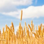 山東省農(nóng)業(yè)科學(xué)家成功繪制小麥基因組從“頭”到“尾”無缺口的精確組裝