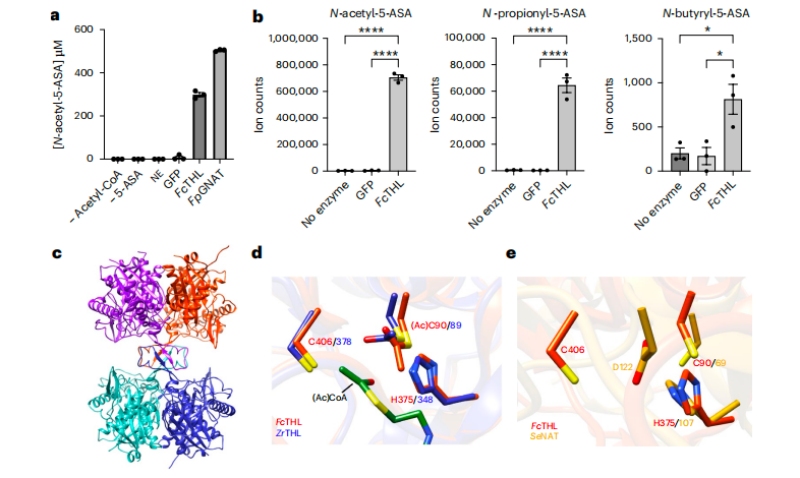 圖3?5-ASA在體外的乙?；钚缘淖C實(shí)