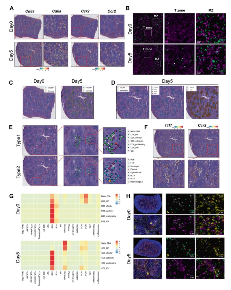 研究結果四:單核細胞和CD8+ MP細胞的抗原依賴性共定位