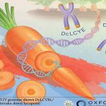《Horticulture Research》封面文章：紅色胡蘿卜中番茄紅素積累的遺傳機制