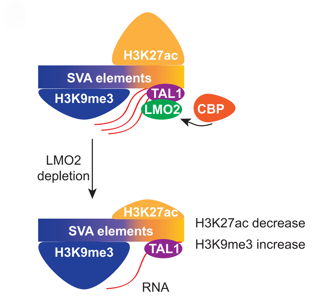 圖3. LM02通過招募CBP促進SVA 3'端H3K27ac修飾