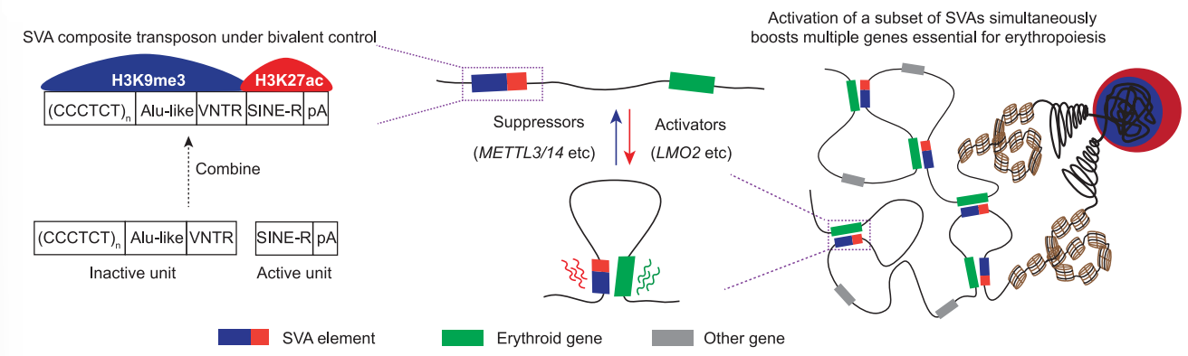 圖6. SVA激活促進紅系分化相關(guān)基因表達