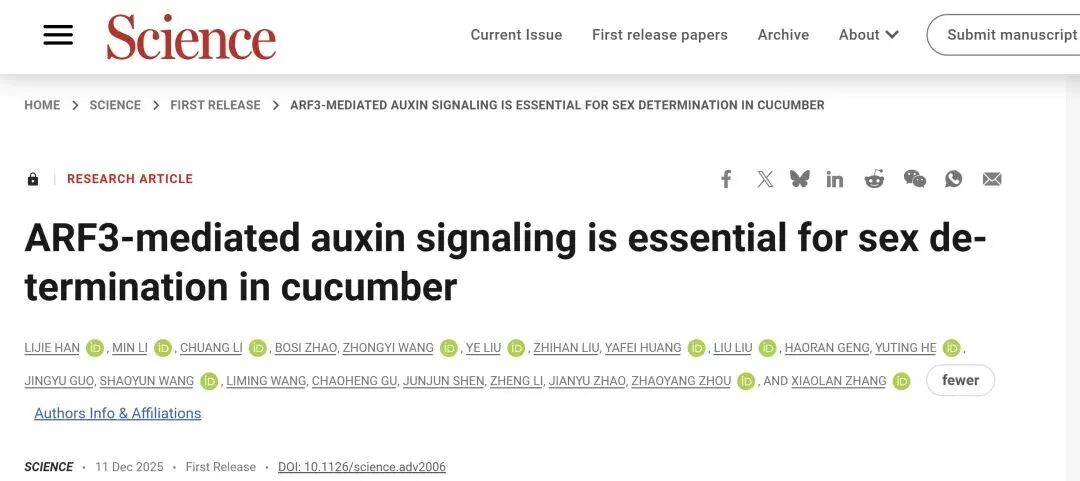 《Science》ARF3介導(dǎo)的生長素信號(hào)對(duì)黃瓜性別決定至關(guān)重要