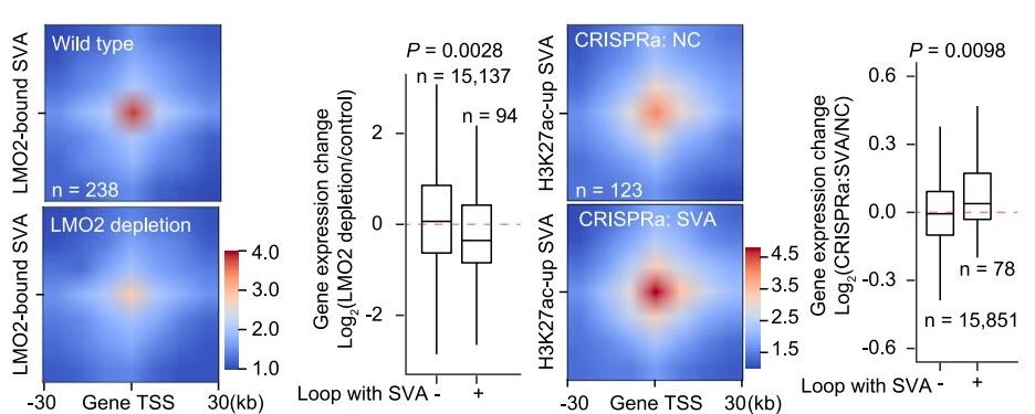 圖5. SVA通過RNA依賴性機制發(fā)揮增強子功能