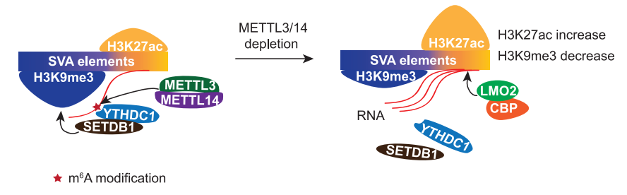 圖4. METTL3/14通過m6A-YTHDC1-SETDB1通路促進SVA 5'端H3K9me3修飾