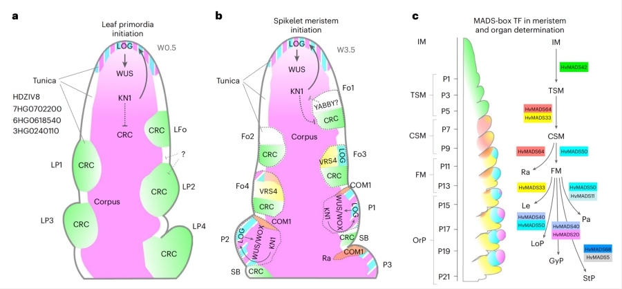 圖2. 植物SAM中原基形成和分生組織結(jié)構(gòu)的模型，以及發(fā)育中的花序示意圖