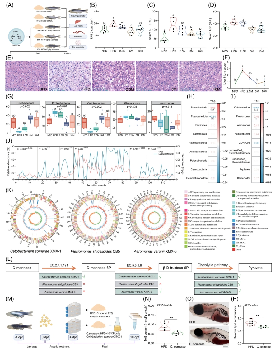 圖1-甘露糖補(bǔ)充不能直接緩解HFD誘導(dǎo)的肝臟脂肪變性，但會促進(jìn)C.somerae的生長