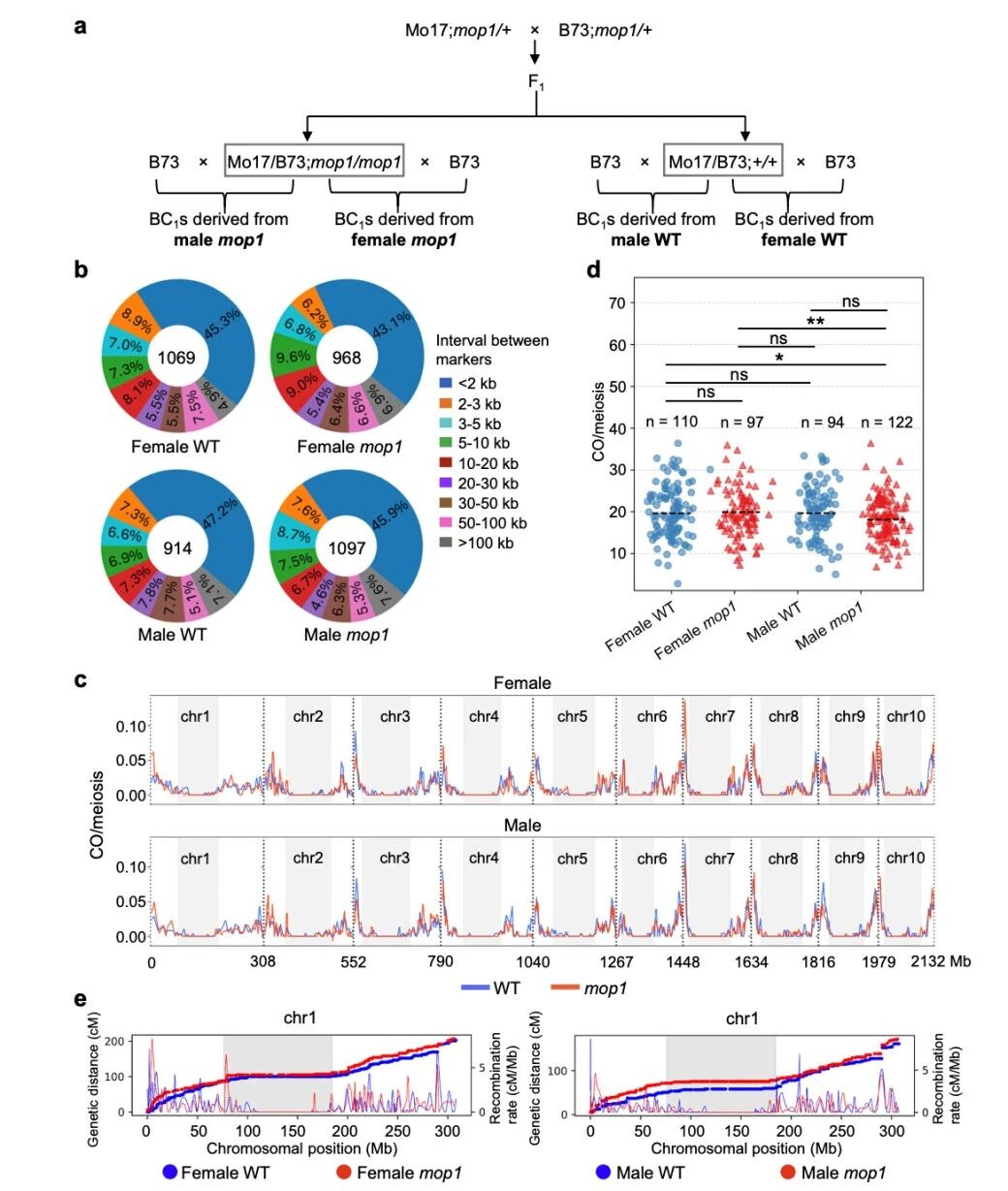 圖1?雄性mop1突變體與雌性mop1突變體相比，交叉（CO）數(shù)量減少。