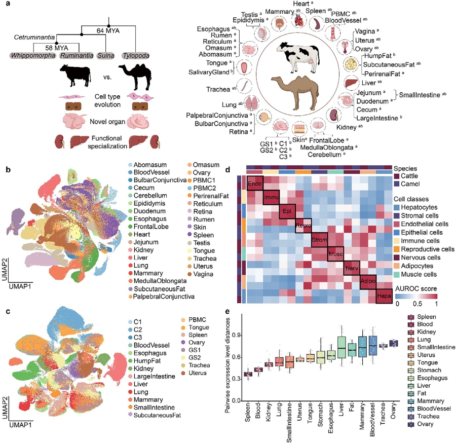 圖1. 細(xì)胞圖譜構(gòu)建