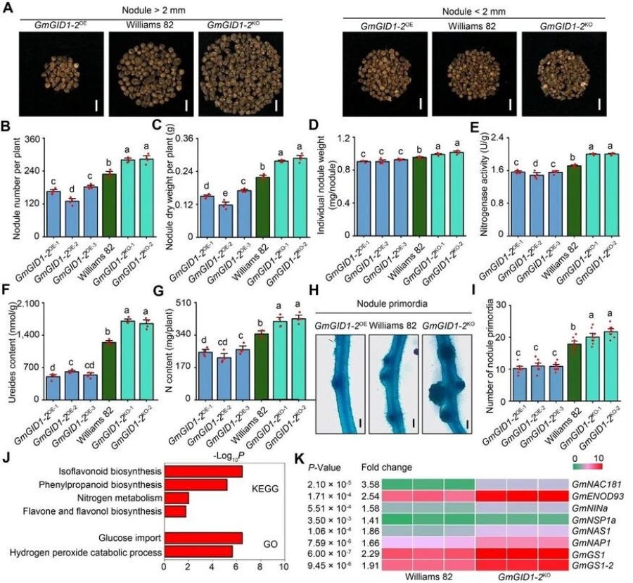 圖2 敲除GmGID1-2增強(qiáng)大豆根瘤固氮