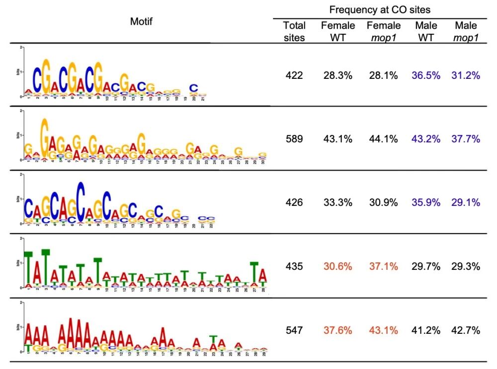 圖2?在雄性mop1突變體中，G/C相關(guān)基序的頻率降低，而在雌性mop1交叉互換（COs）中A/T相關(guān)基序的頻率增加。