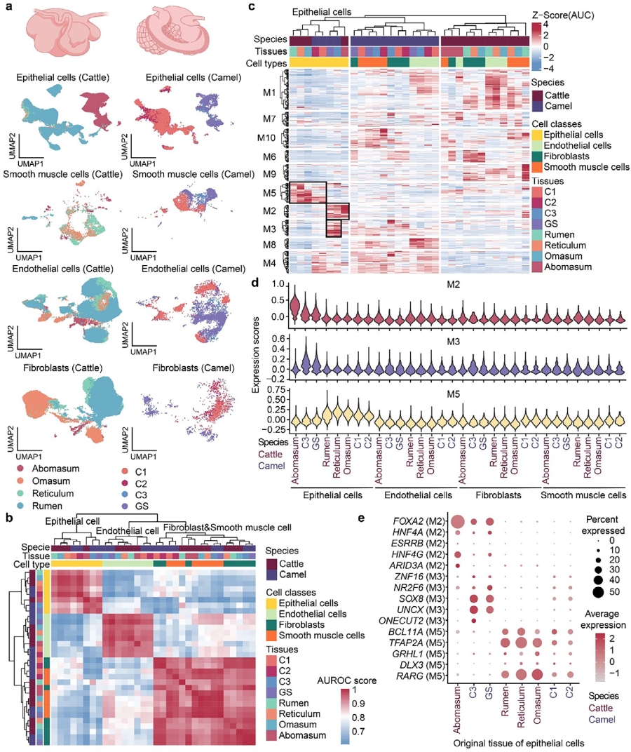 圖2.?多室胃結(jié)構(gòu)細(xì)胞的跨物種比較分析