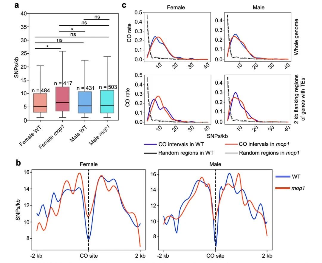 圖3?mop1基因，尤其在雌性個(gè)體中，傾向于在遺傳多樣性較高的區(qū)域引入新的交叉（CO）位點(diǎn)。