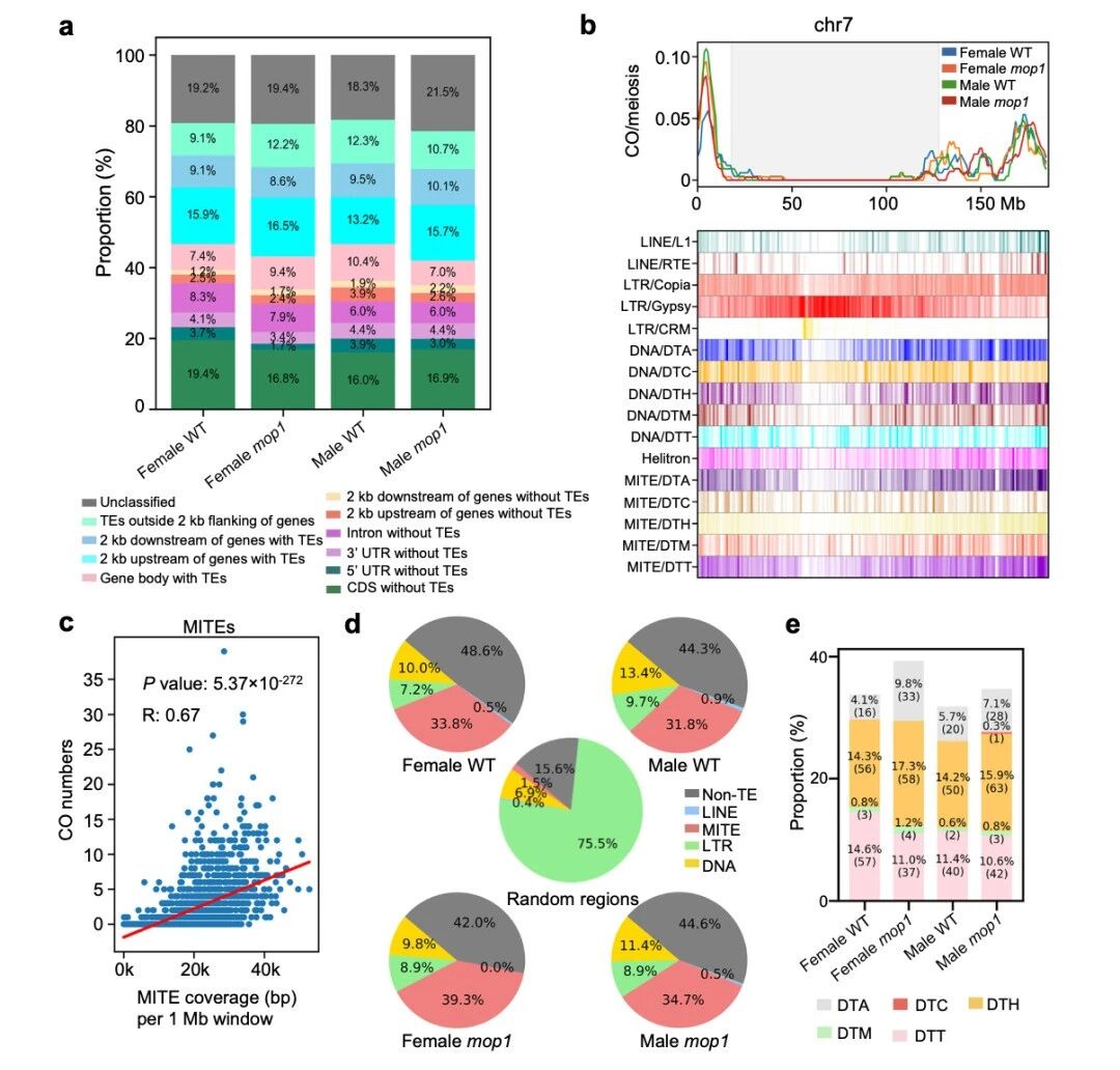 圖4 交叉變異（COs）與微RNA元件（MITEs）相關(guān)聯(lián)，在mop1突變體中觀察到更高的富集程度