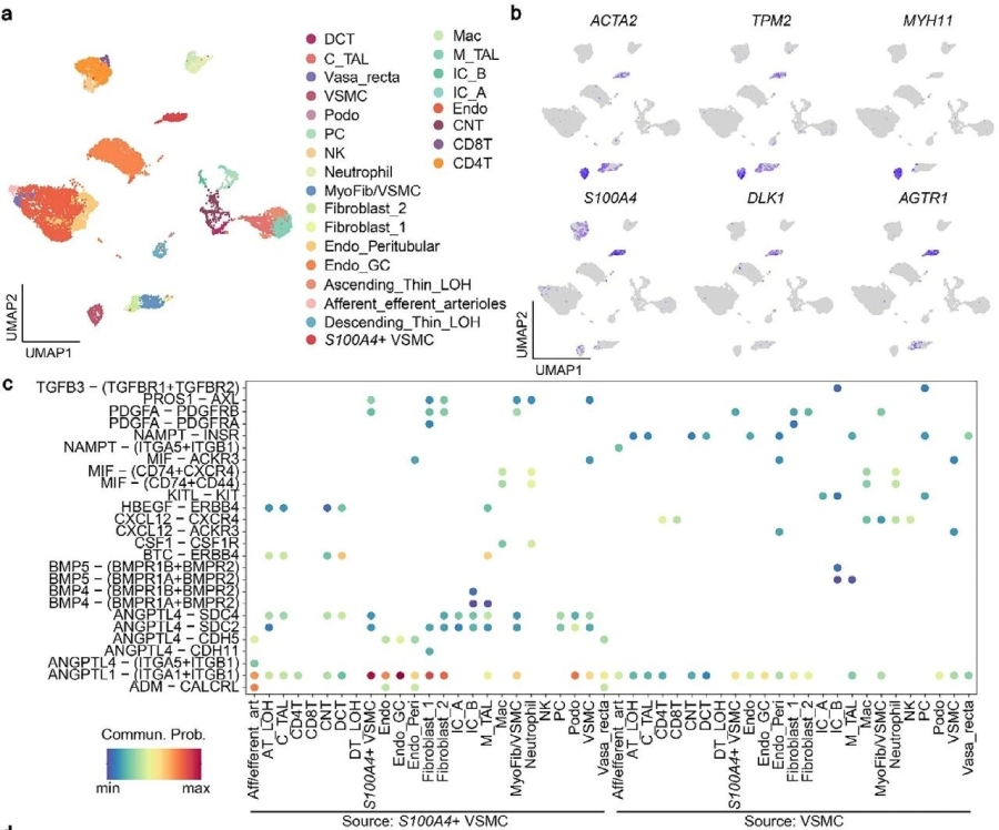 圖4. 駱駝腎臟中S100A4+VSMCs的鑒定