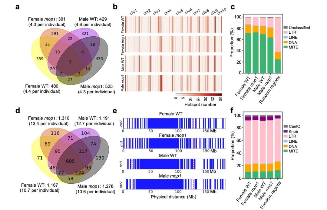 圖5 交叉位點(diǎn)（CO）在MITE序列附近富集，而冷點(diǎn)則與LTR逆轉(zhuǎn)座子相關(guān)聯(lián)