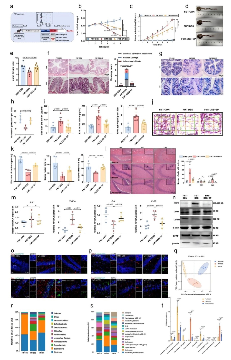 圖5 FMT實(shí)驗(yàn)表明SP通過調(diào)節(jié)腸道菌群減輕了DSS誘導(dǎo)的結(jié)腸炎和焦慮樣行為