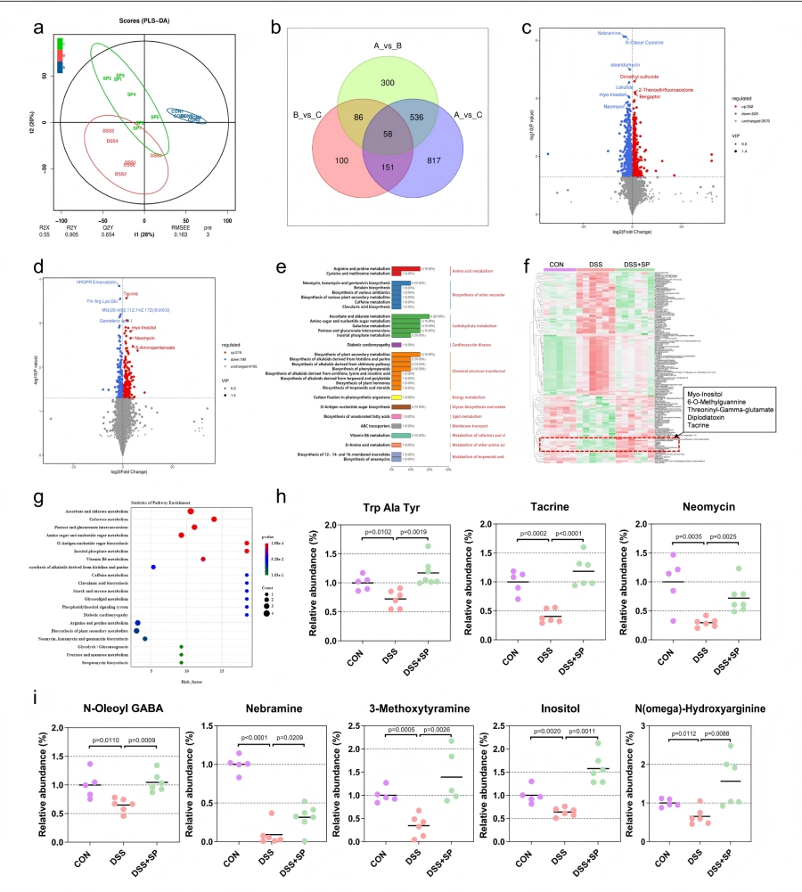 圖7 SP可增強(qiáng)腸道微生物群源代謝物肌醇的富集