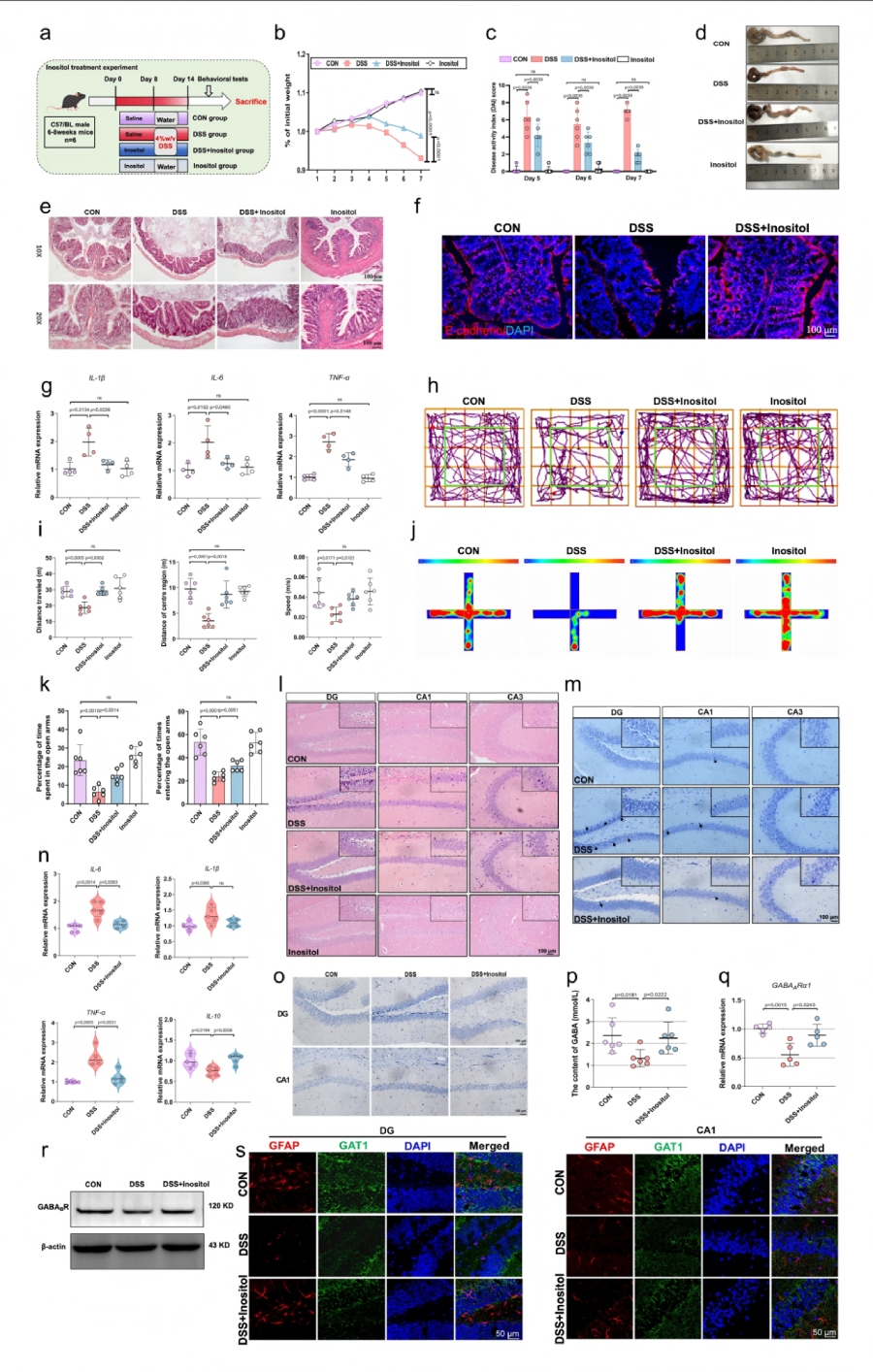 圖8 腸道代謝物肌醇介導(dǎo)SP對(duì)DSS誘導(dǎo)小鼠結(jié)腸炎及焦慮行為的保護(hù)作用